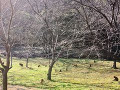 -苏州上方山国家森林公园