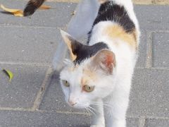 -创凡宠物医院·骨专科  猫科中心(西乡分院)
