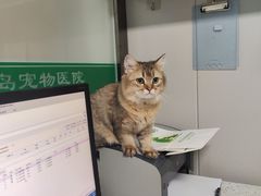 -半岛宠物医院24小时(科华中路店)
