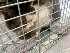 -瑞鹏宠物医院·超声·骨科·奇麟分院(蜀都万达店)