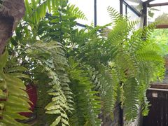 -野蔓果·山野菜(西湖景区·龙井茶田店)