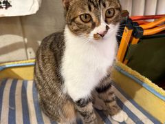 -平行世界·猫咖(首经贸店)