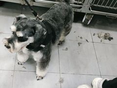 -宠福鑫康馨动物医院·骨科·眼科