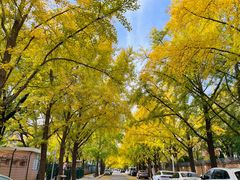 -三里屯东五街银杏大道