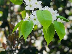 -南汇桃花村