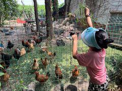 -老袁家蜜桃农场·阳山水蜜桃