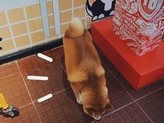 -柴犬高等学院·狗咖·柴犬售卖·宠物训练