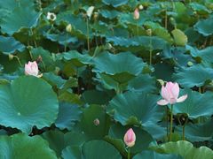 -荷塘月色湿地公园·向阳花洲