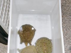 -洪湘记川湘·甲鱼馆(四海凯悦美食广场店)