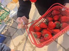 -大自然农场蔬菜草莓采摘园