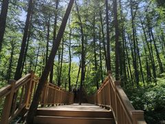 -鲁山国家森林公园