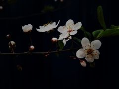 -皇家御河游(紫御湾码头)