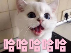 -捞旺猪肚鸡(街道口店)