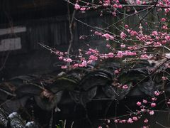 -杭州植物园
