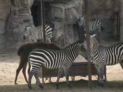 -鄂尔多斯野生动物园