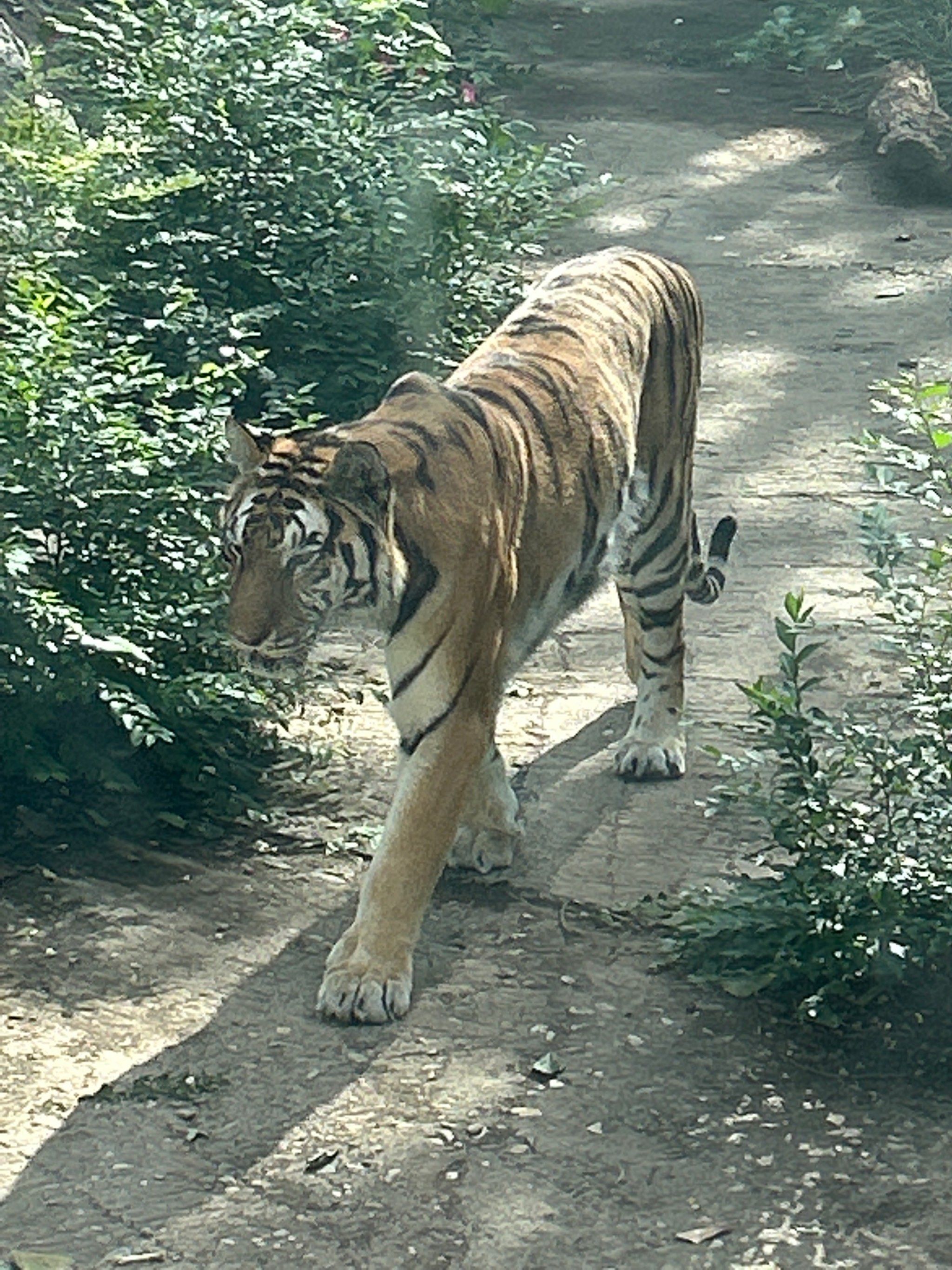 优质作者追光计划 #创作者赏金计划 #动物园里看老虎 #北京国庆乐游