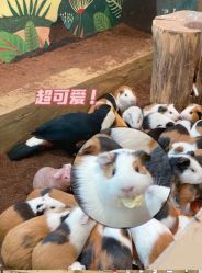 -Zoolung Zoolung动物主题公园(海信广场店)