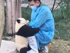 -成都大熊猫繁育研究基地