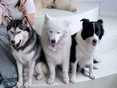 -汪说·狗咖·拼豆·宠物周边DIY(旺城大厦店)