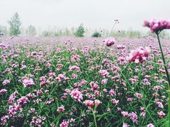 iphone_upload_pic-荷兰花海