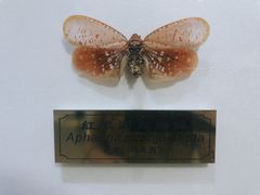 -上海昆虫博物馆