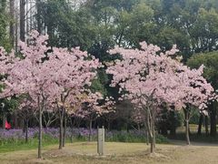 -上海滨江森林公园