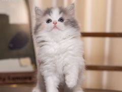 -小猫来了·猫舍(红山六九七九店)