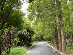 -东平国家森林公园