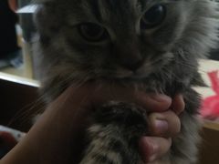 -博特宠物医院24h犬猫全科.骨科·异宠