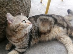 -喵屿·大理花园猫咖