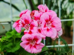 -石家庄市植物园