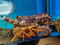 -西村日本料理(香格里拉饭店)