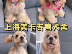 -萌宠之家·腊肠犬·马尔泰·小体犬舍