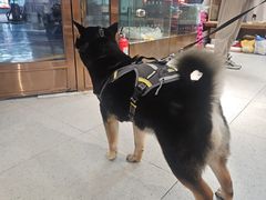 -FAELING PETS美天灵宠物(富力广场店)