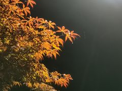 -重庆彩云湖湿地公园