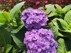 -人民公园(罗湖区)