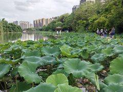 -金山公园