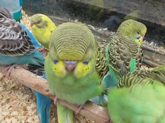 -青石桥花鸟鱼虫市场(叠翠城店)