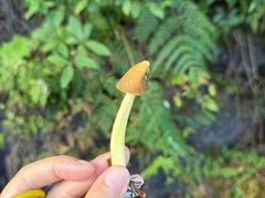 -武陵山森林公园