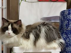 -宠颐生宠物医院外科·内科·皮肤科·影像科(石龙店)