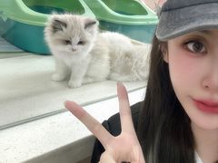 -糯米喵星人总部直营旗舰店·猫舍·幼猫出售