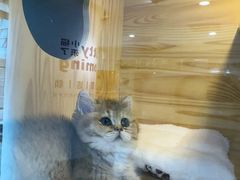 -小猫来了猫舍(福田店)