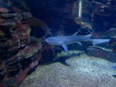 -烟台海昌鲸鲨海洋公园