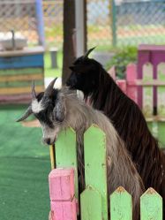 -萌宠亲子动物乐园(槐房万达店)