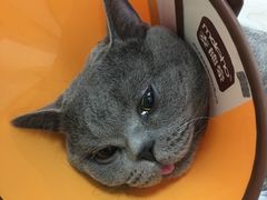 -美联众合爱康动物医院•复杂内科•肿瘤科•牙科•腔镜诊疗中心