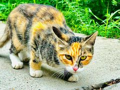 -北京西山国家森林公园