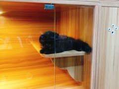 -猫十亿·布偶金渐层·曼基康矮脚猫舍(青年路店)
