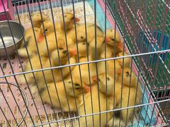 -青石桥花鸟鱼虫市场(叠翠城店)