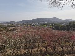-香雪海