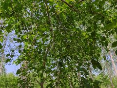 -合肥滨湖国家森林公园